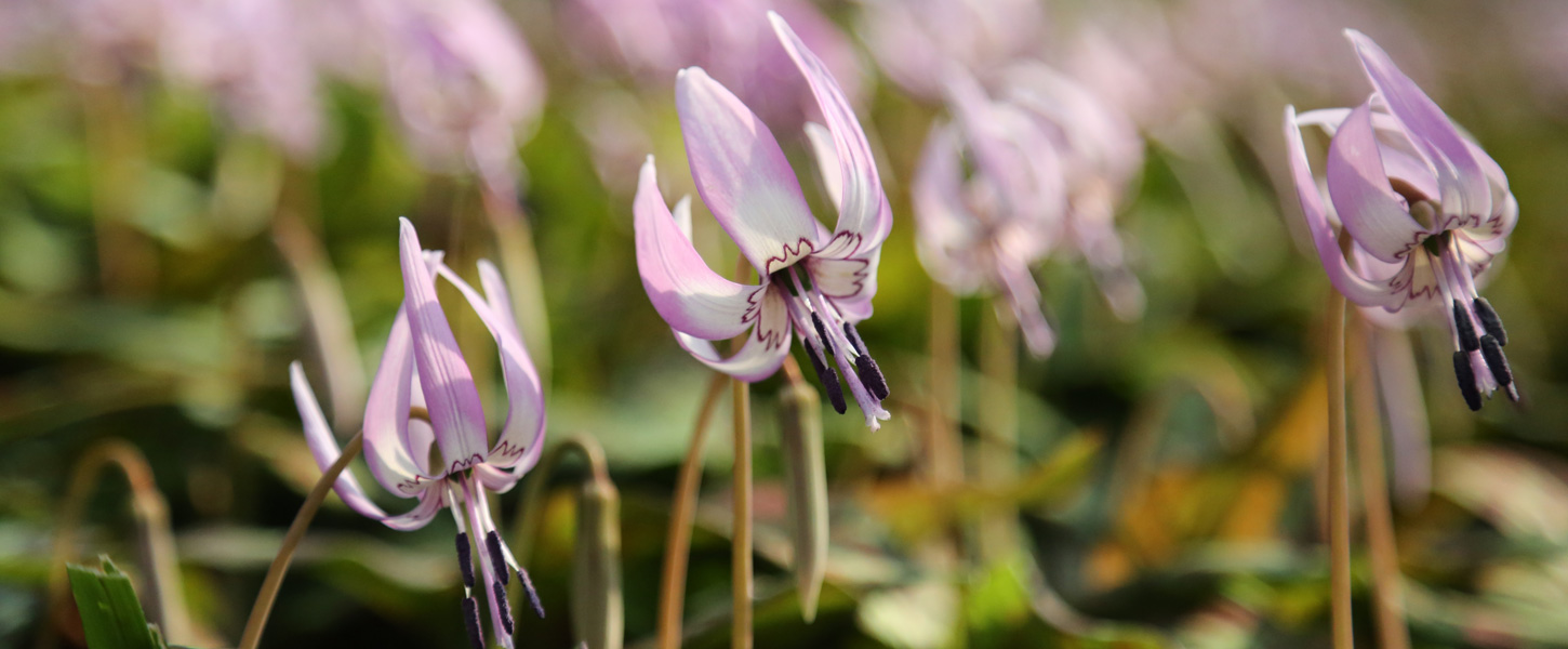 足助城の歴史と復元 三州足助公社