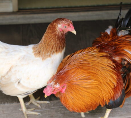 新品　ニワトリ　違う色の二羽 集合体注意】まるでハリセンボンのような、全身換羽中のニワトリ