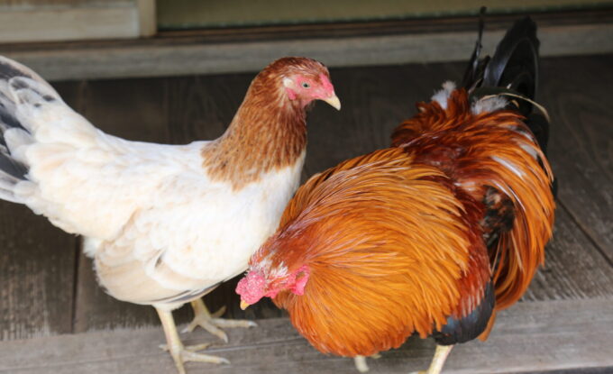 庭には2羽ニワトリが | 三州足助・香嵐渓の情報をお届けします